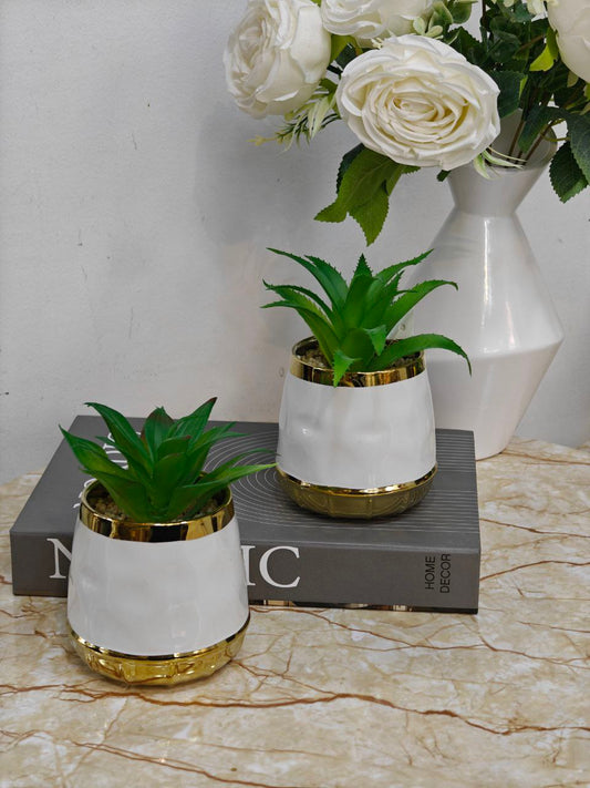 Plante blanc doré 'v