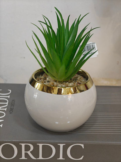 Plante blanc bordure doré