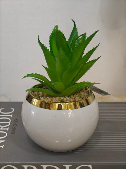 Plante blanc bordure doré