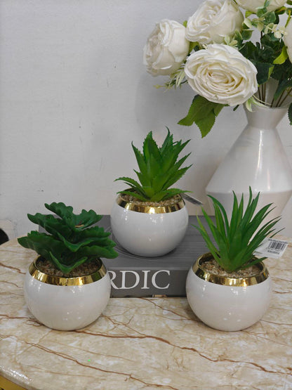 Plante blanc bordure doré