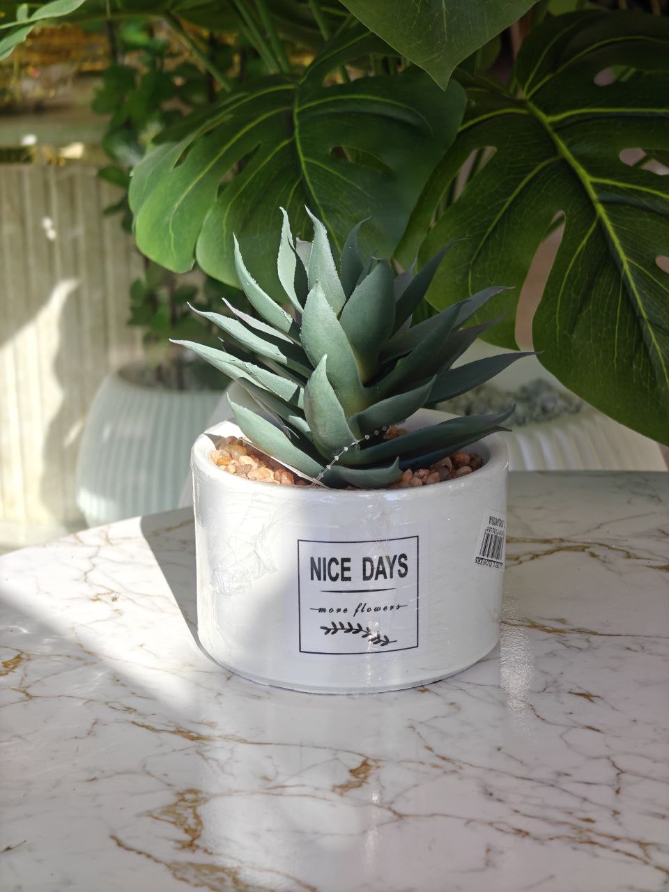 Plante nice days