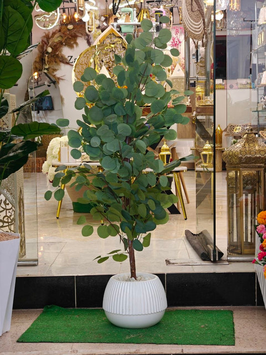 Plante d'olive 1.30 m