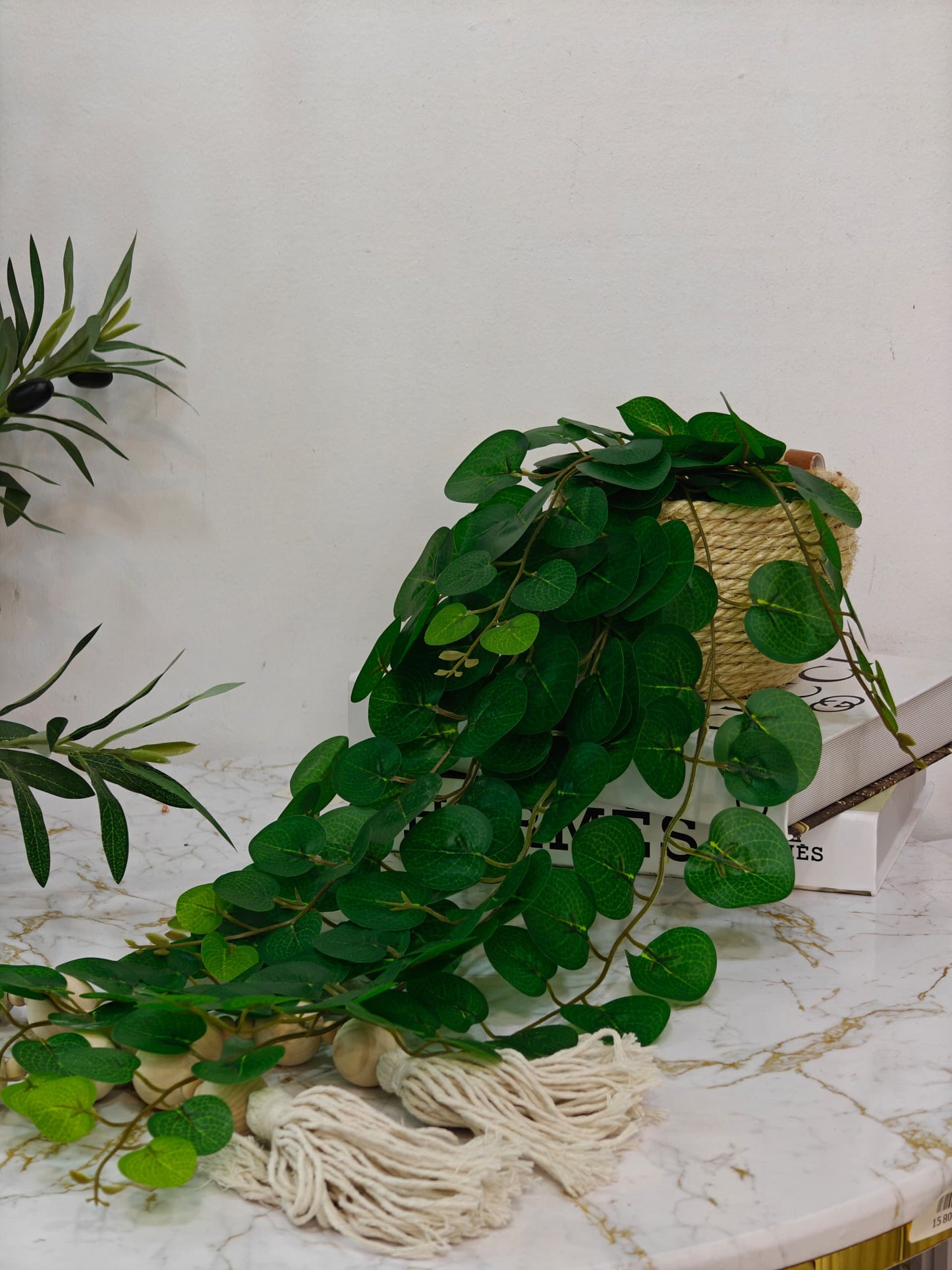 Plante osier mnv