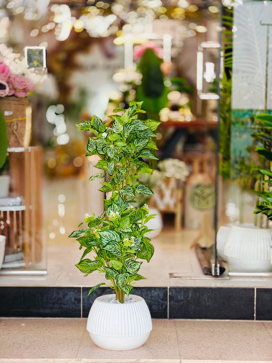 Plante 1 mètre