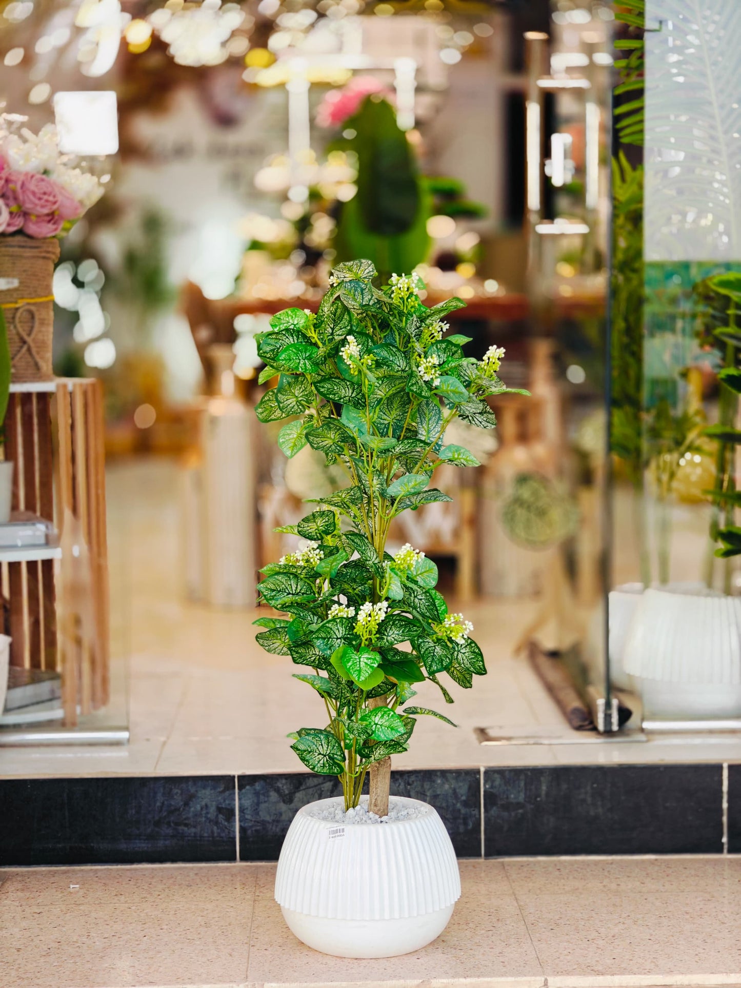 Plante 1 mètre