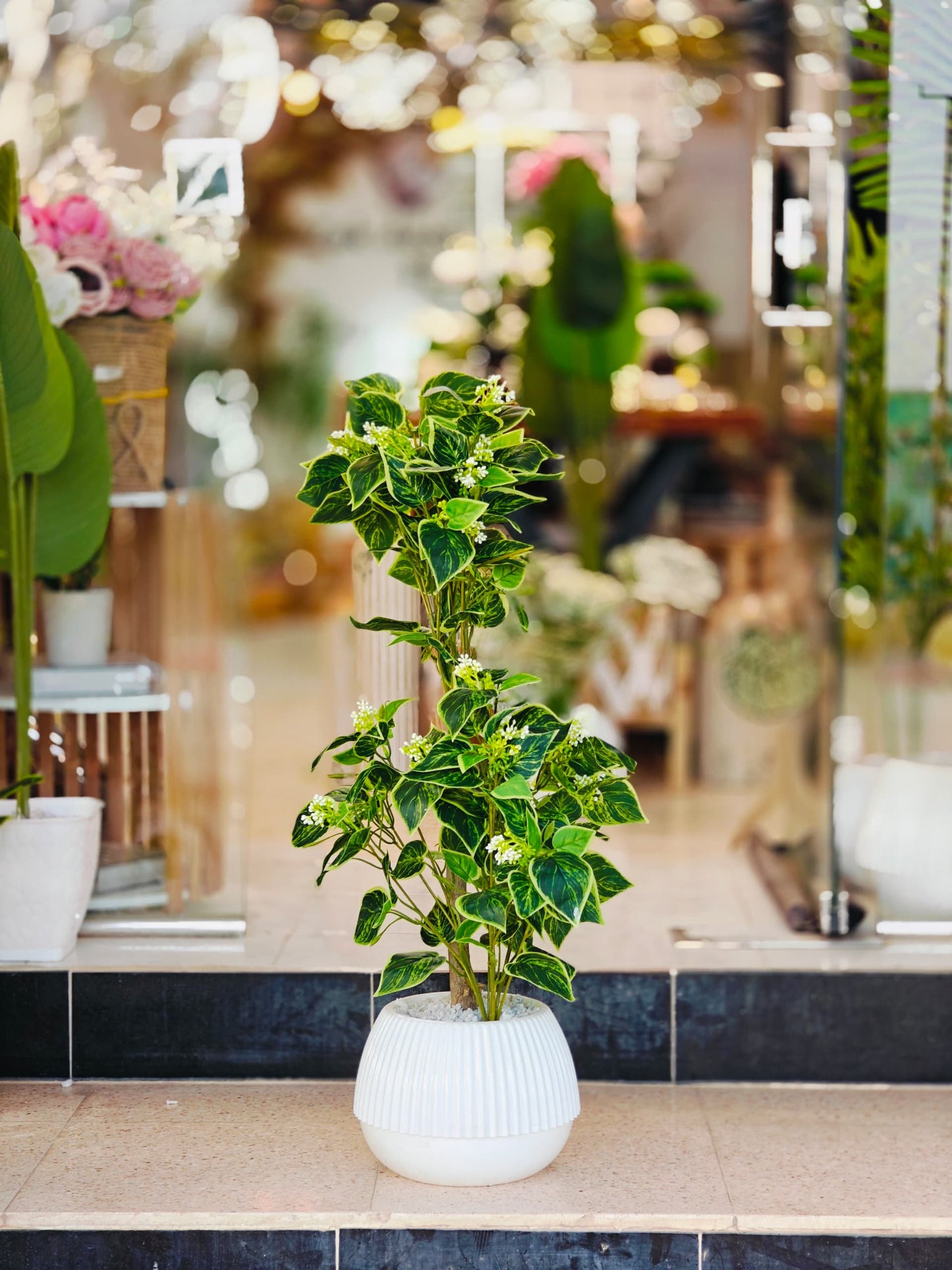 Plante 1 mètre