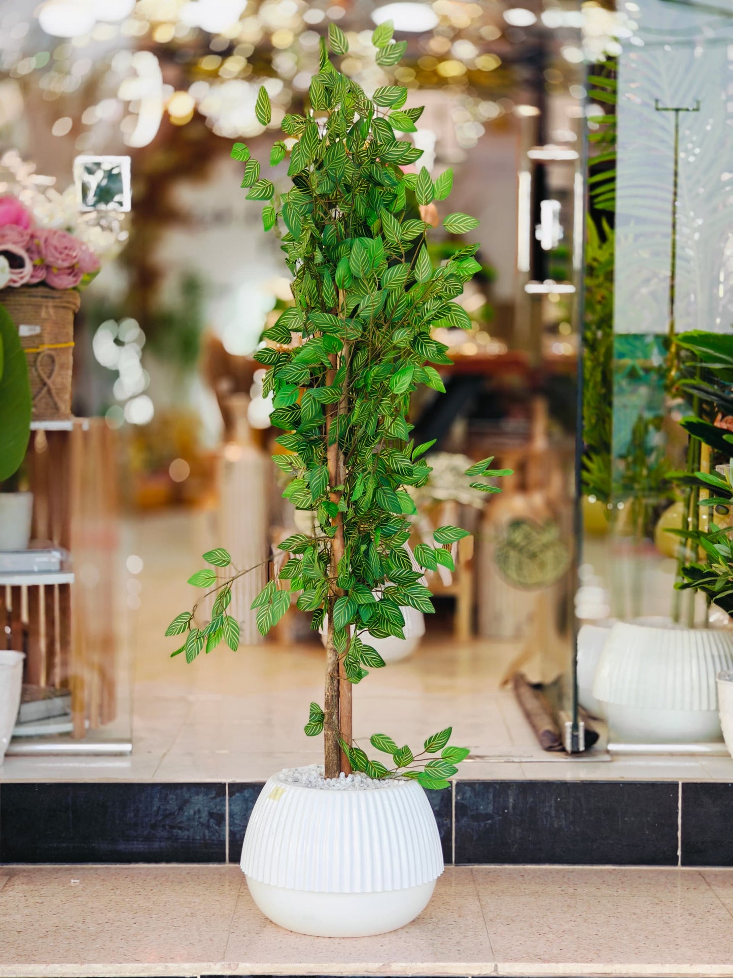 Plante 1.40 cm