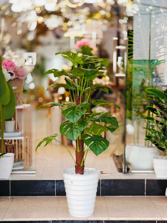 Plante 1.25 cm