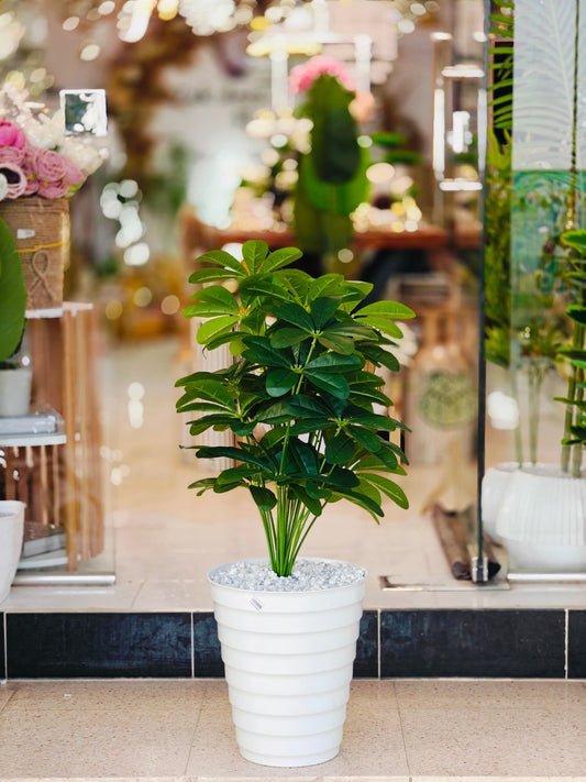 Plante 95 cm