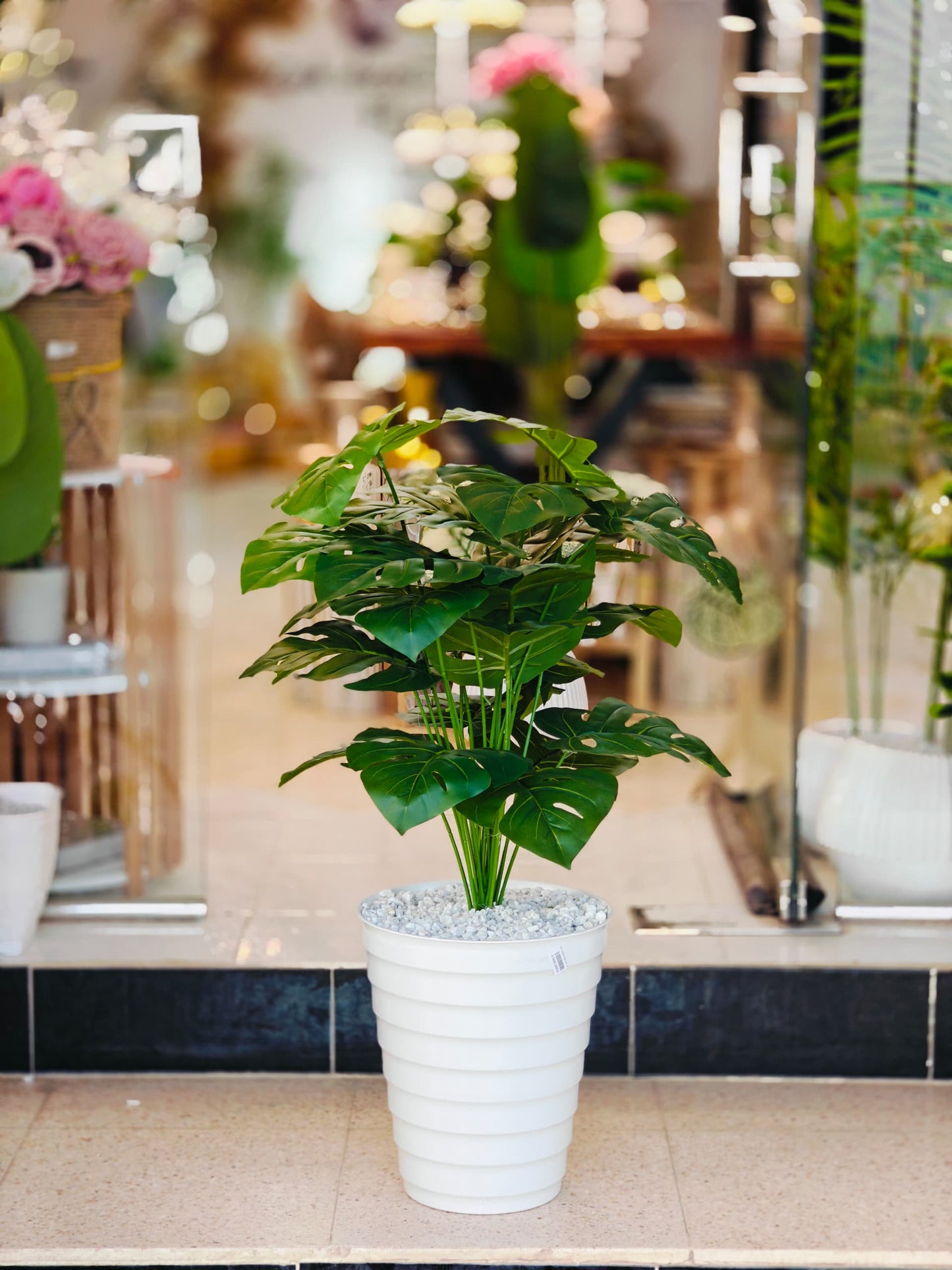 Plante 95 cm