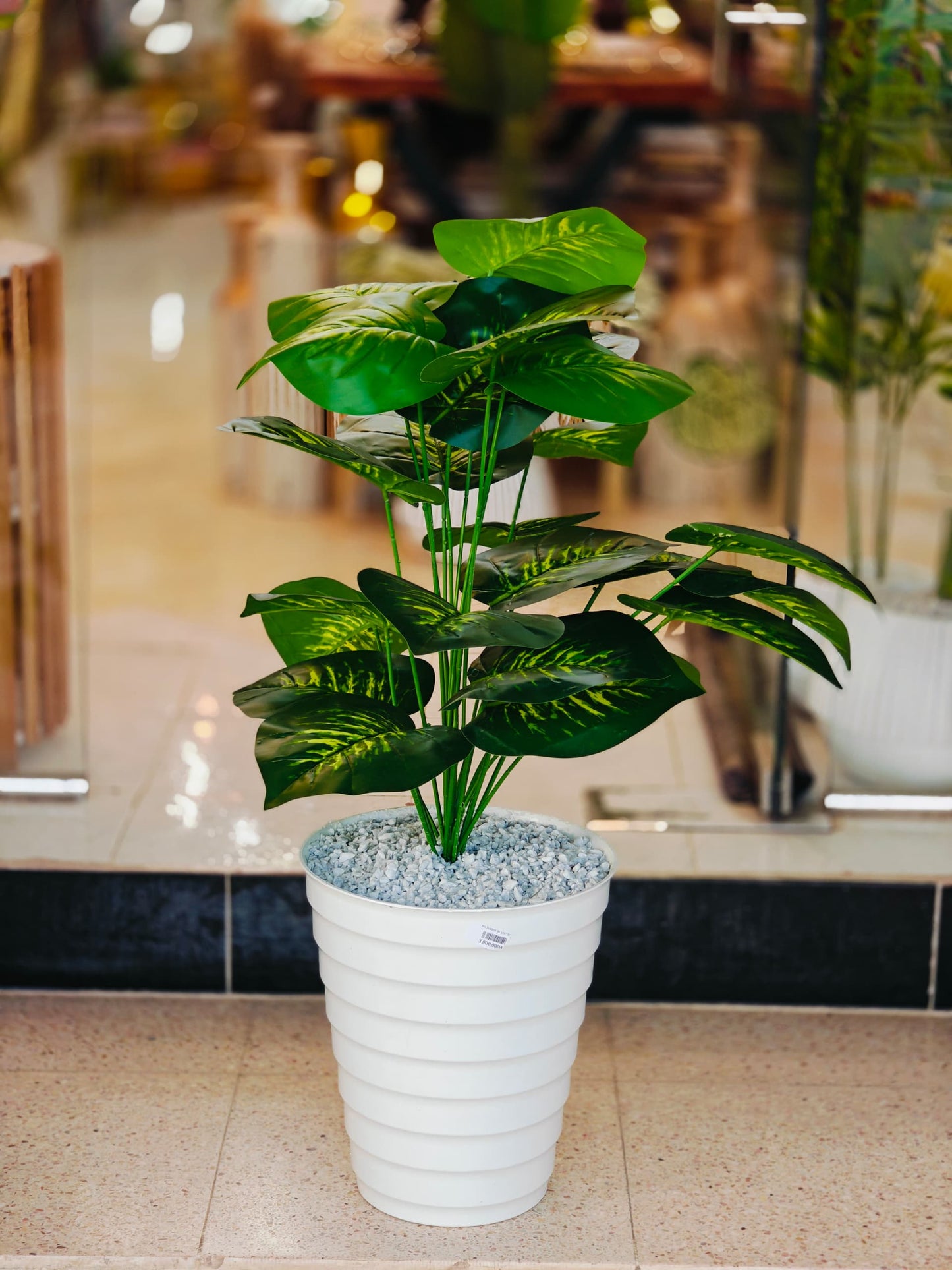 Plante 95 cm