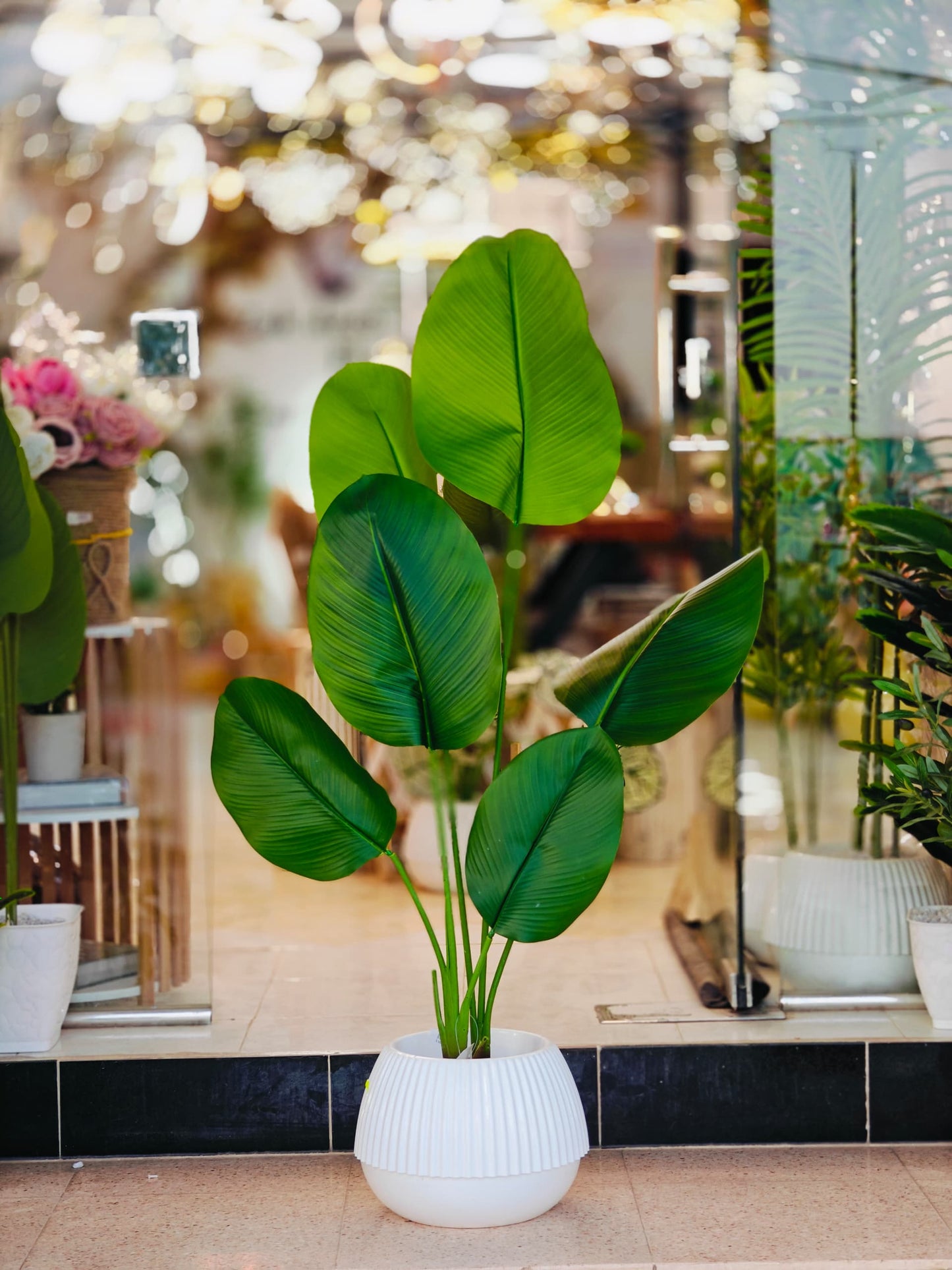 Plante 1.50 m