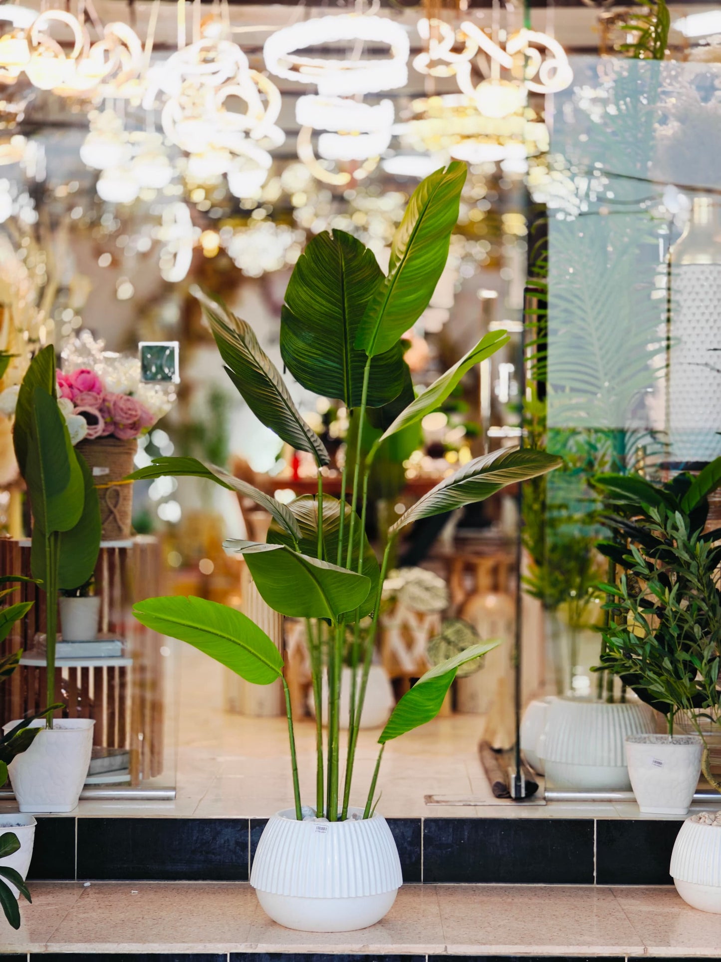Plante 1.75 m
