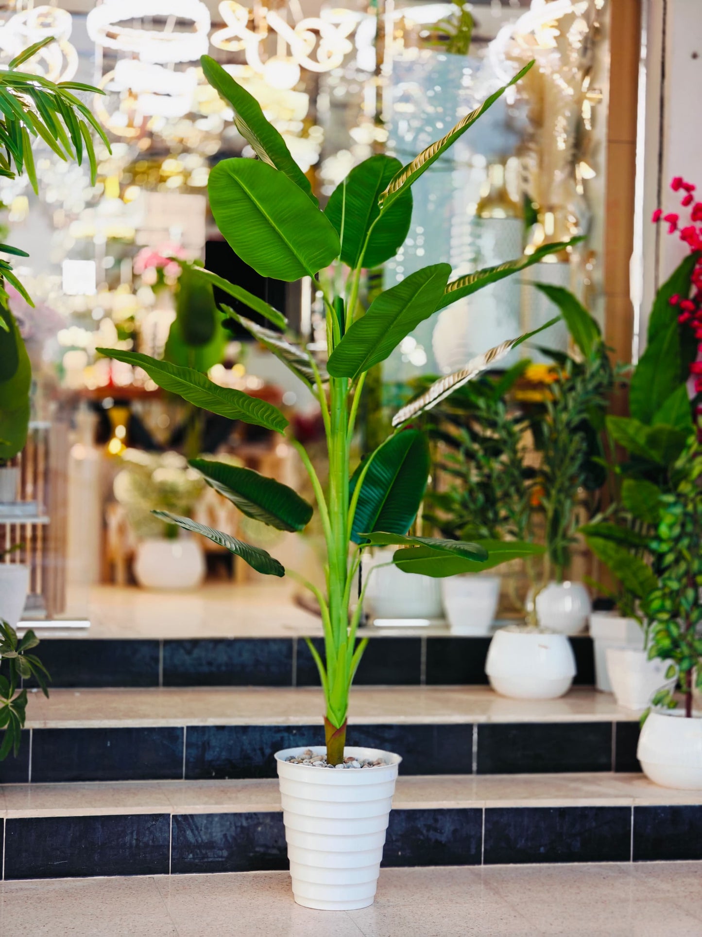 Plante 2.10 m