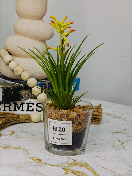 Plante pot en verre