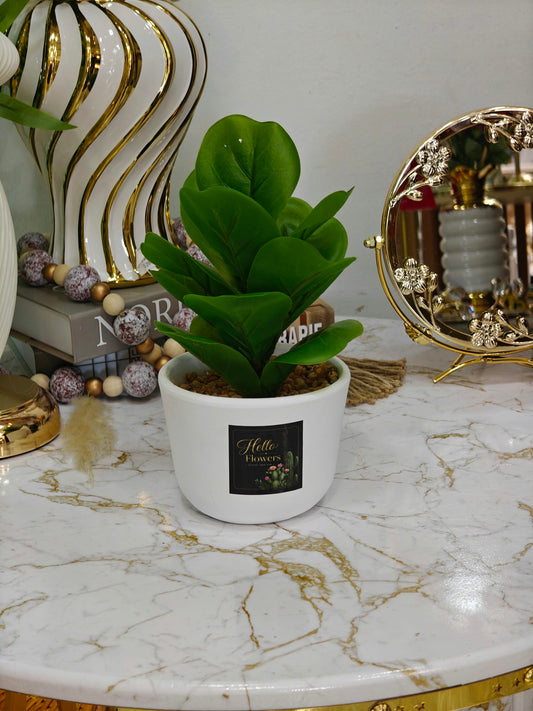Plante art nv34