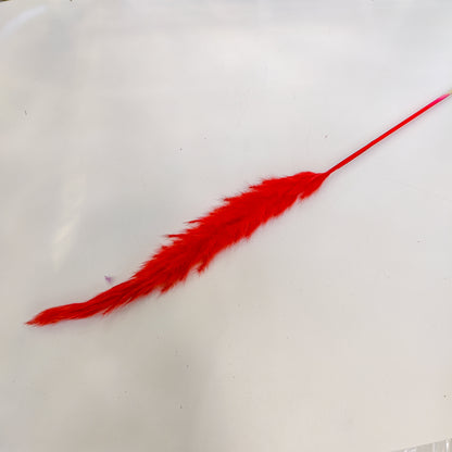 TIGE PAMPA COLORé