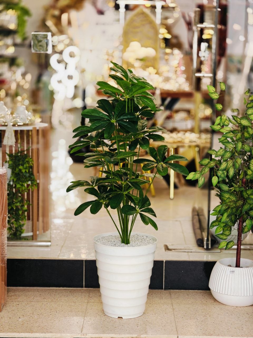 Plante art nv7