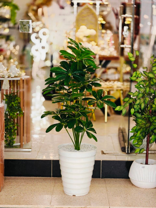 Plante art nv7