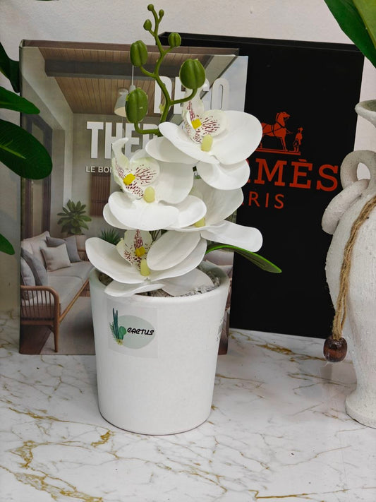 Plante fleurie