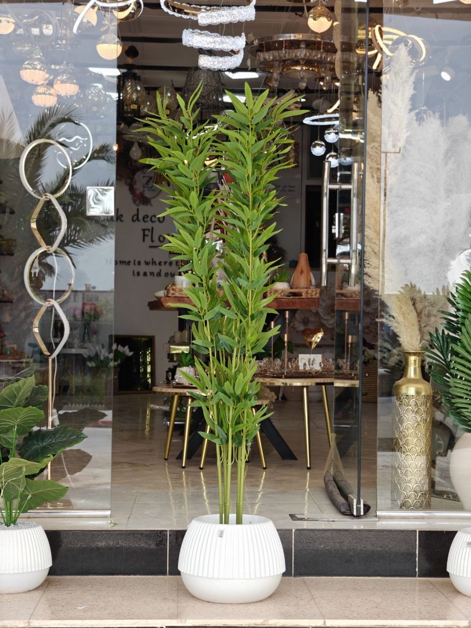 Plante 1.50 cm