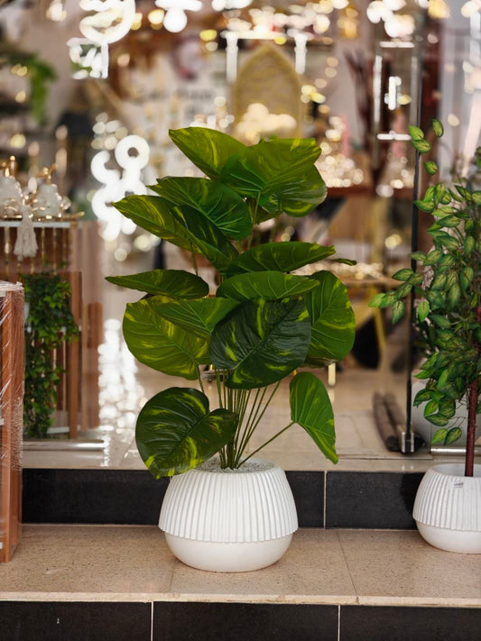 Plante art nv
