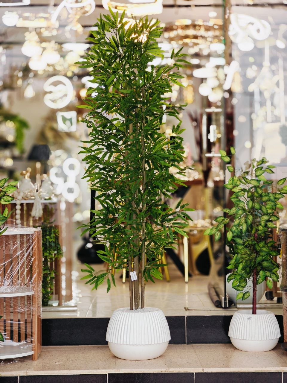 Plante 1.80 m