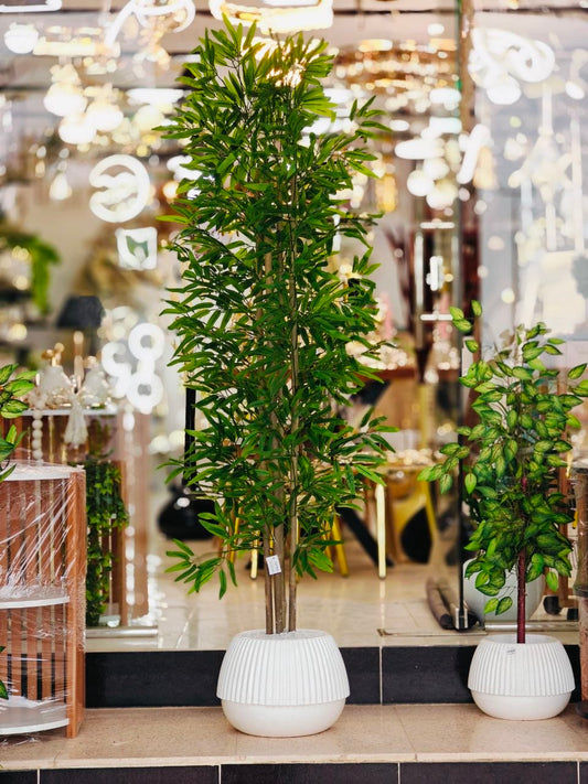 Plante 1.80 m